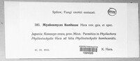 Image of Miyakeomyces bambusae